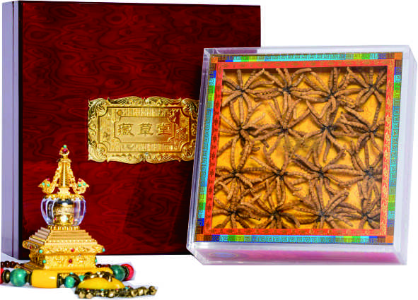 那曲王中王蟲草